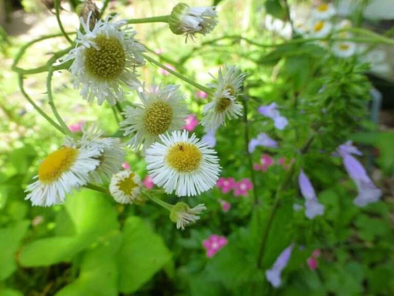 oakleaf fleabane Erigeron quercifolius flowers