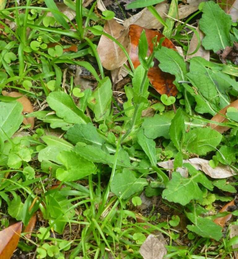 oakleaf fleabane Erigeron quercifolius immature plants for transplanting