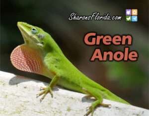 Youtube video link for SharonsFlorida Green Anole video
