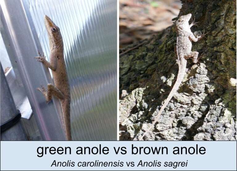 comparison photograph of the green anole Anolis carolinensis vs the brown anole Anolis sagrei