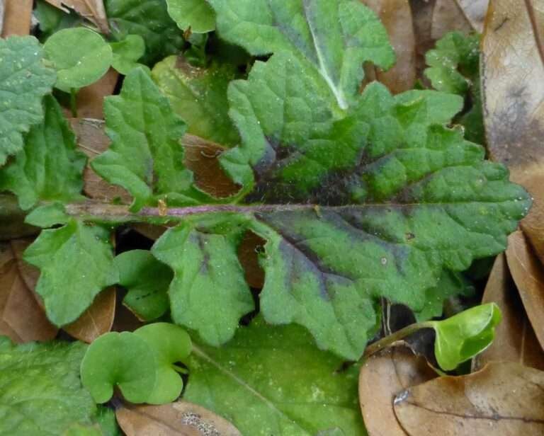 lyreleaf sage Salvia lyrata leaf