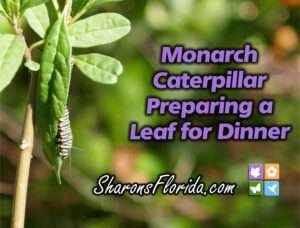 monarch caterpillar preparing a leaf for dinner video link