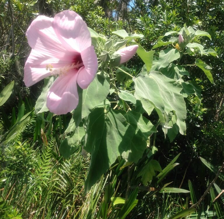 swamp rosemallow (Hibiscus grandiflorus)