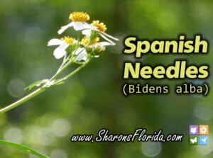 spanish needles flower link to video about them