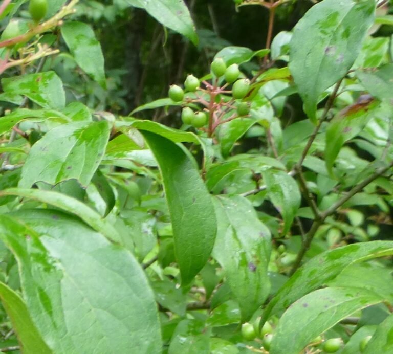 swamp dogwood, Cornus foemina, leaves