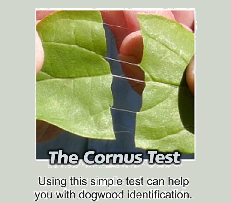 cornus test still shot from youtube video about swamp dogwood identification