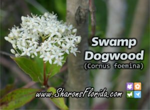 swamp dogwood, Cornus foemina, flower with video link