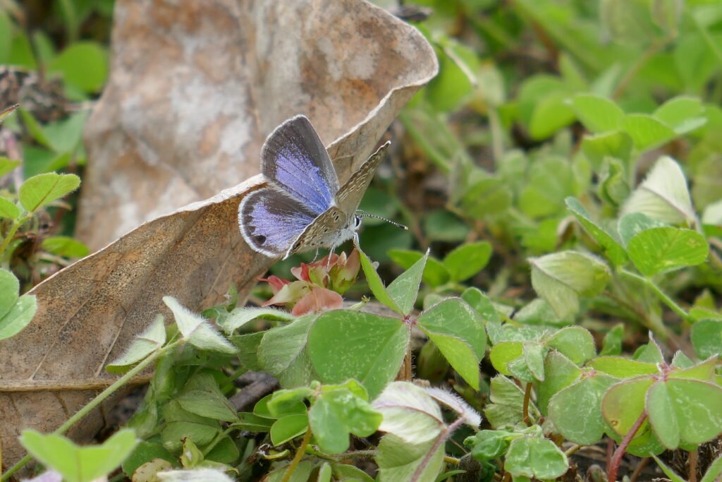 Ceraunus Blue butterfly