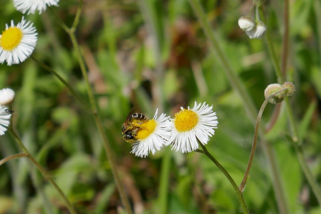 European honeybee on Oakleaf Fleabane, Erigeron quercifolius