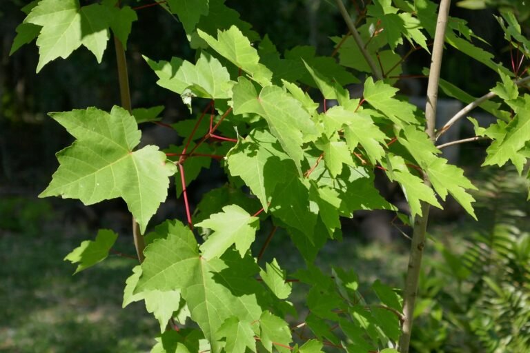 red maple leaves (Acer rubrum)
