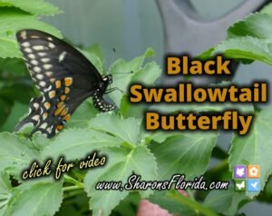 black swallowtail butterfly video link