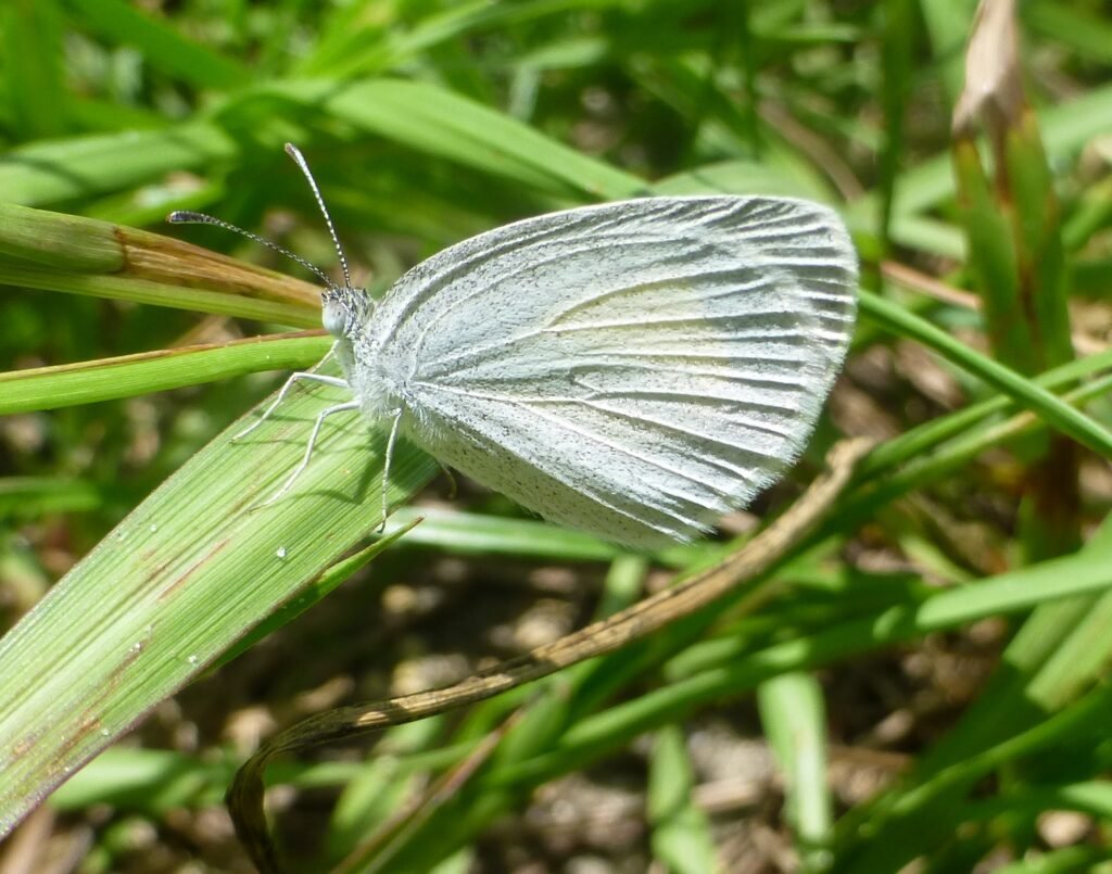 cabbage white butterfly on a blade of grass