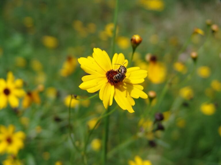 Leavenworth's tickseed (Coreopsis leavenworthii) and sweat bee