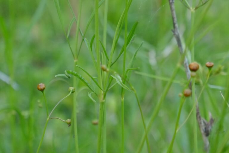 Leavenworths tickseed (Coreopsis leavenworthii) leaves