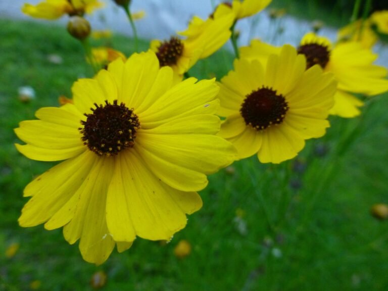 Leavenworths tickseed (Coreopsis leavenworthii)