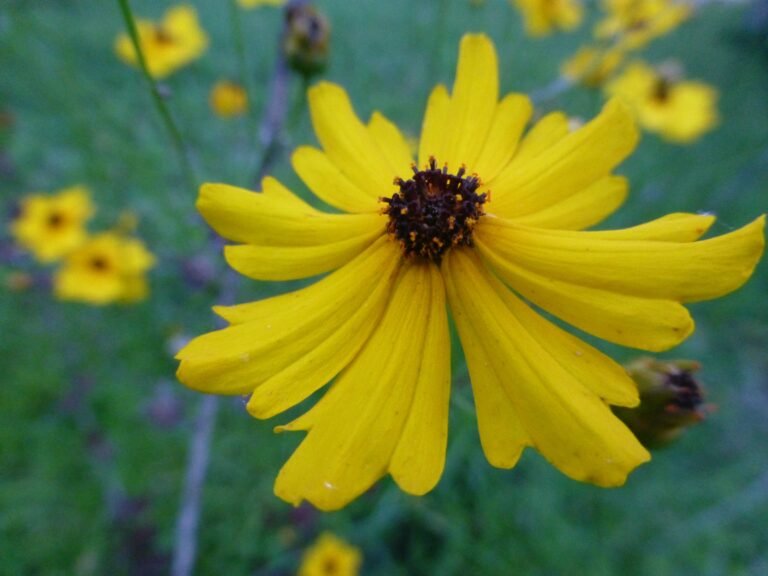 Leavenworth's tickseed (Coreopsis leavenworthii)