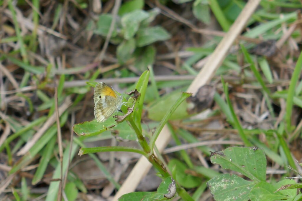 dainty sulphur butterfly (Nathalis iole)