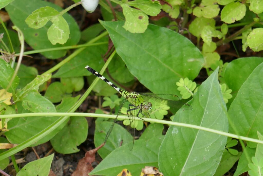 eastern pondhawk dragonfly, Erythemis simplicicollis