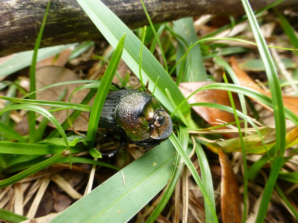female Florida deepdigger scarab beetle aka dung beetle (Peltotrupes profundus)