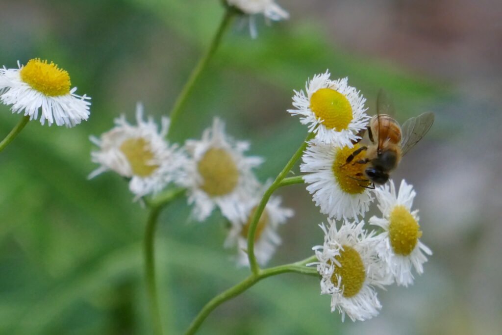 European honeybee on Erigeron quercifolius flower
