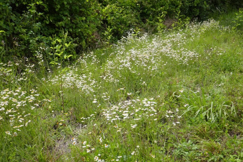 oakleaf fleabane, Erigeron quercifolius, field of flowers