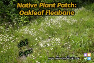 Native Plant Patch Oakleaf Fleabane link a field of oakleaf fleabane