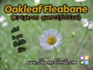 youtube video about oakleaf fleabane