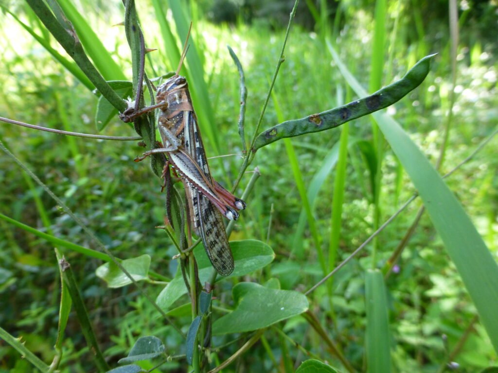 American bird grasshopper, Schistocerca americana
