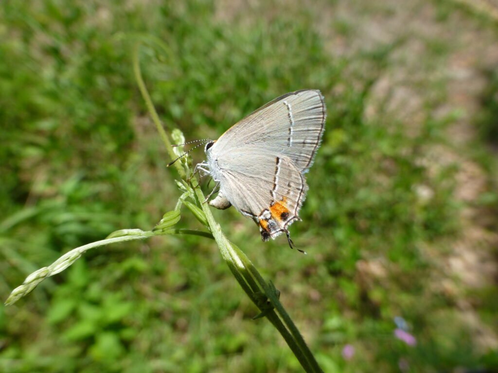 gray hairstreak butterfly