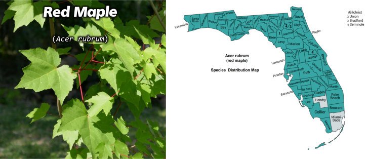 red maple with range map side by side