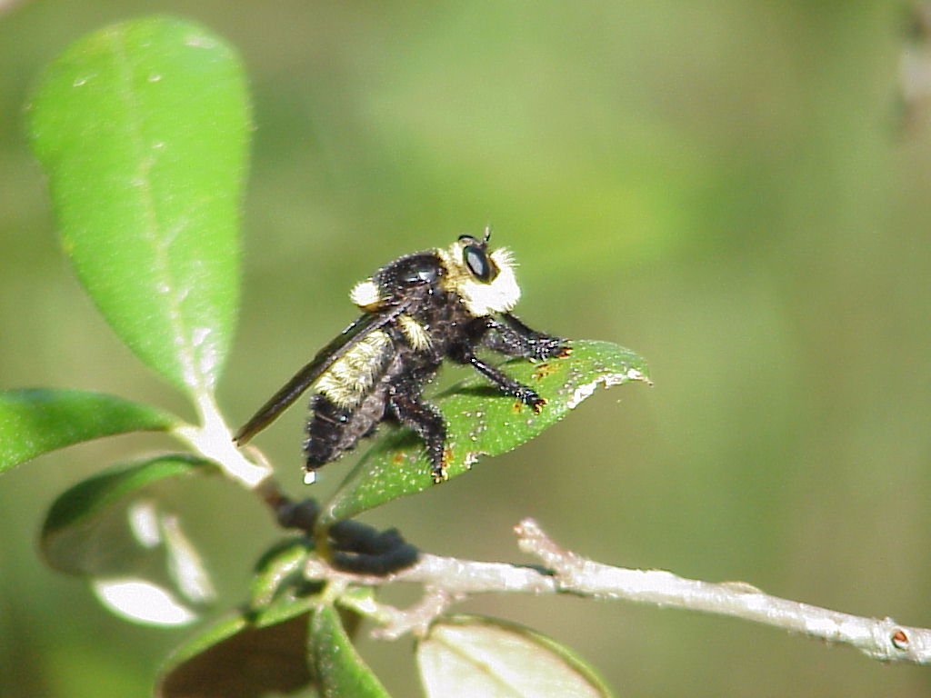 Mallophora bomboides, Florida bee killer robber fly