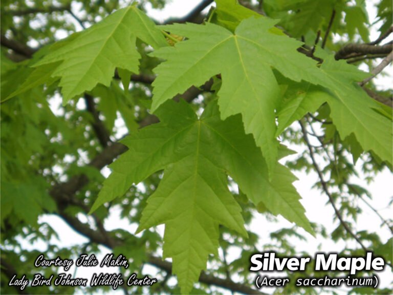 silver maple leaves by Julie Makin