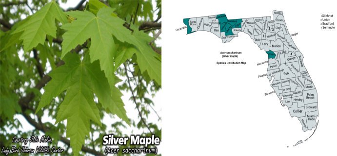 silver maple photo of leaves and Florida range map