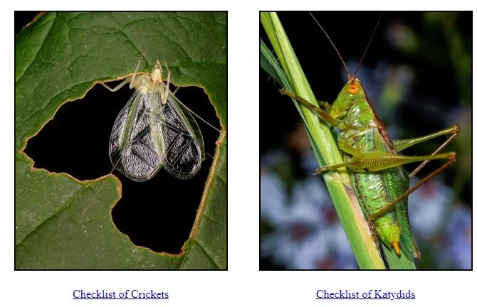 Singing Insects of North America (SINA) web site photo