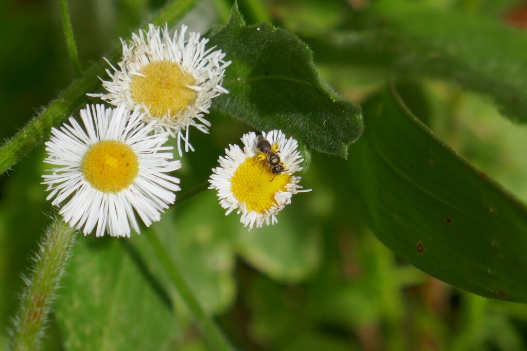 sweat bee, Lasioglossum floridanum, on Oakleaf Fleabane, Erigeron quercifolius flower