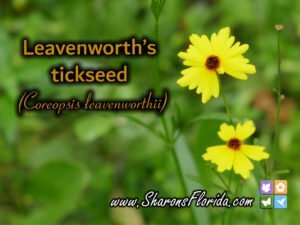 Leavenworth's tickseed link to youtube video