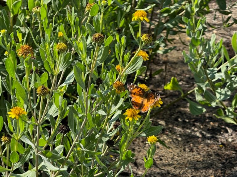 American lady butterfly on a sea oxeye daisy flower