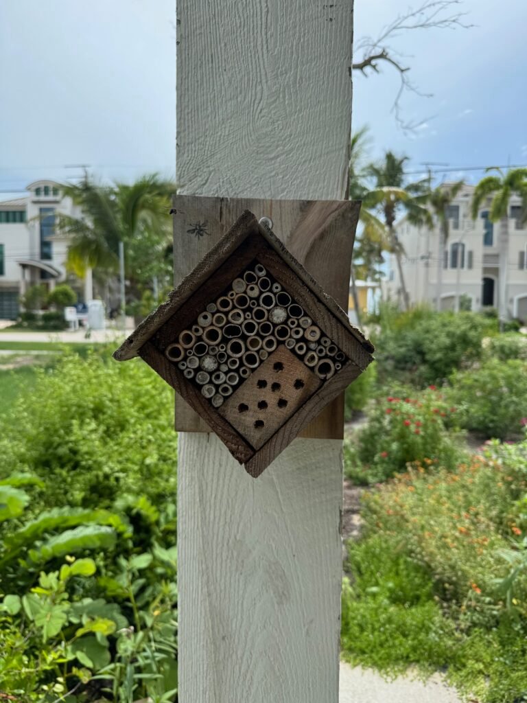 Native Bee house