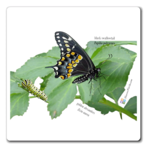 black swallowtail magnet