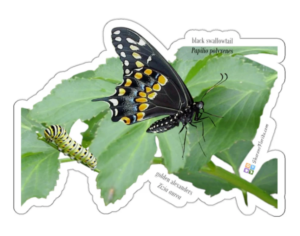black swallowtail sticker