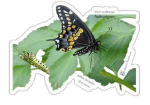 black swallowtail with zizia aurea and caterpillar link to sticker sold at SharonsFlorida Etsy