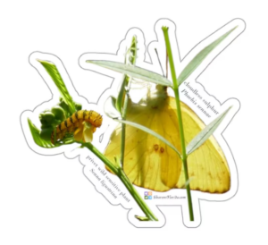 cloudless sulphur with senna and caterpillar link to sticker sold at SharonsFlorida Etsy