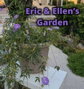 Readers Garden section ellen and eric's garden Centrosema vine