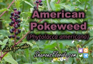 a pokeweed shrub photo that links to a pokeweed video