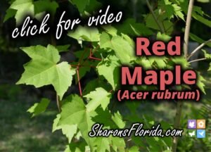 Youtube video link to Red Maple video