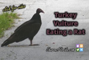 turkey vulture eating a rat video link