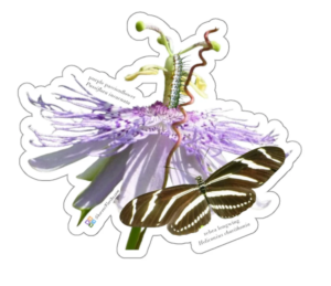 zebra longwing with passionflower and caterpillar link to sticker sold at SharonsFlorida Etsy