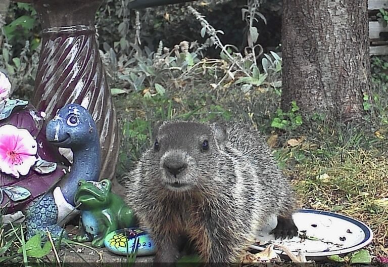 groundhog in penni and angies garden