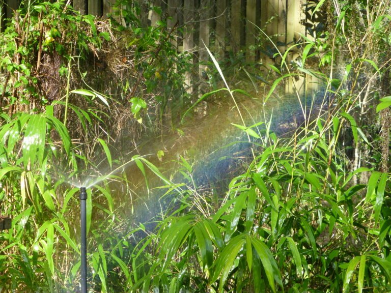 Sharons Florida Bird Mister with a rainbow from the mist