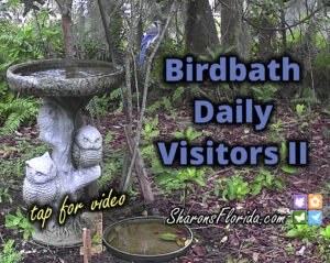 birdbath daily visitors II video link